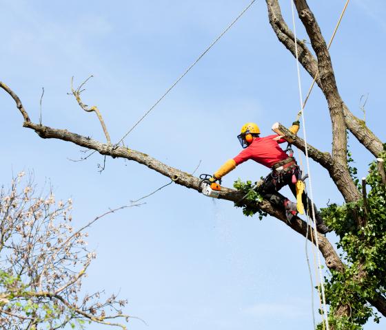 Arboriculture, tree climbing